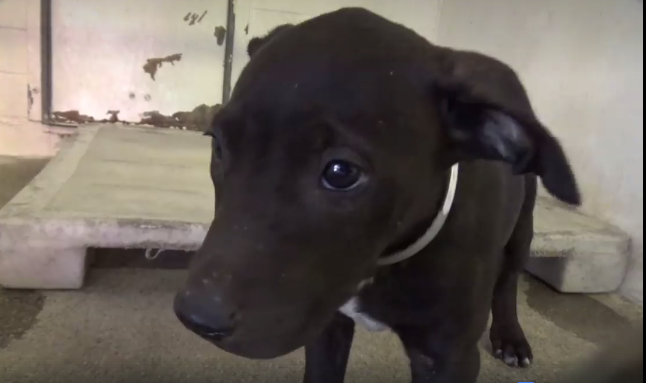Just a homeless baby and she is terrified at the shelter