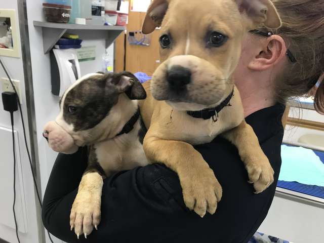 While On A Job, Man Finds Two Puppies With Hair Ties Around Their Mouths