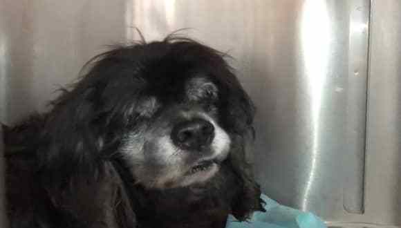 How does this happen? 14-year-old blind dog found as stray