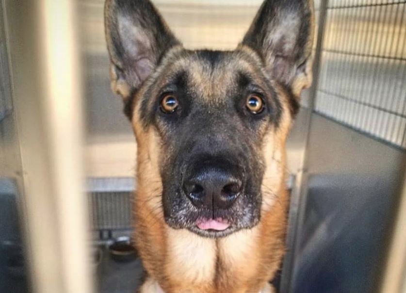 Gorgeous, intelligent shepherd not feeling well and at risk