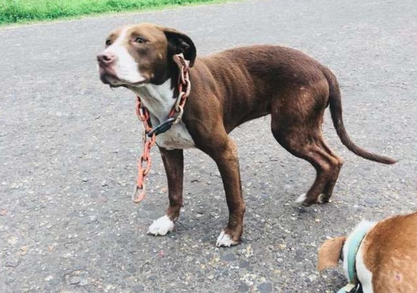 Dog With Huge Chain Around Her Neck Crawls Up To People And Begs For Help