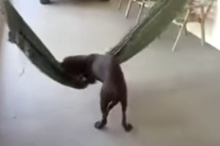 Dog Comes Across Hammock, Channels His Inner Human To Get Into It