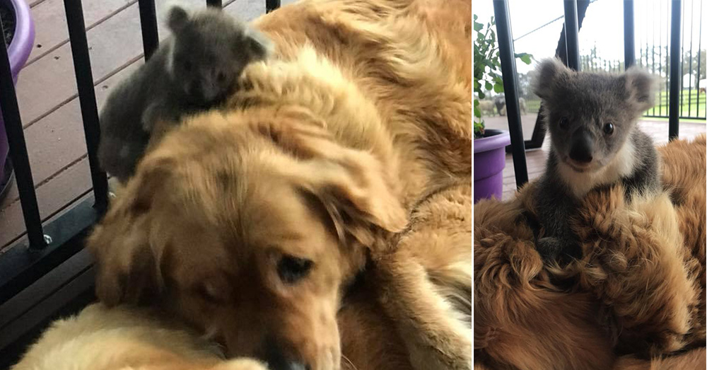 Golden Retriever Comes Home With Baby Koala Clinging To Its Fur To Survive