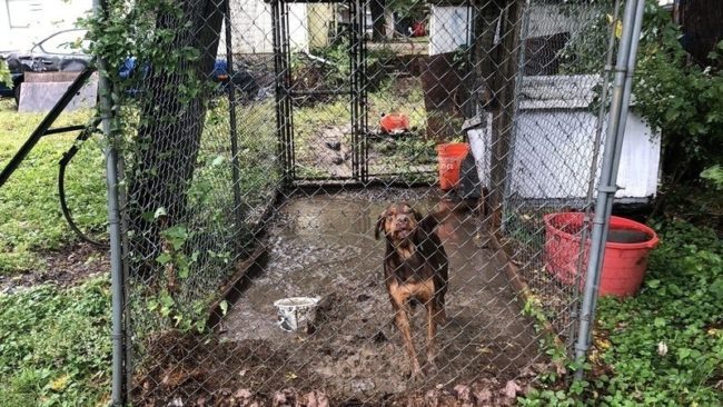 No help from police as Bear the dog left in flooded kennel for days