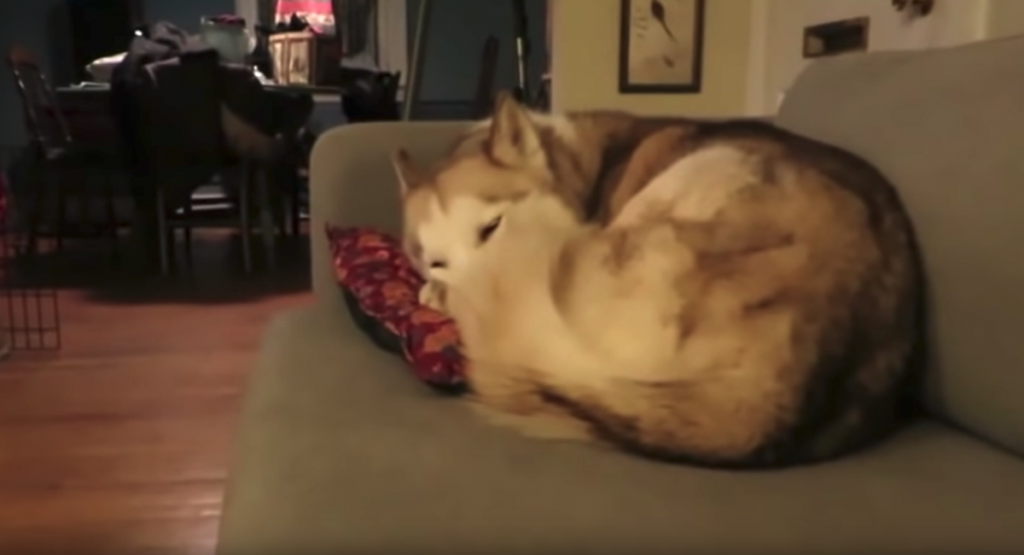 Dog’s Just Trying To Get Some Beauty Rest When The Cat Casually Approaches