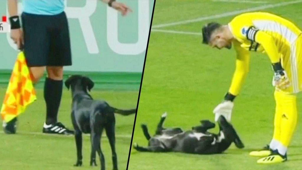 Dog interrupts soccer game, wants belly rubs