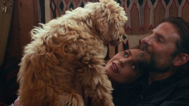 ‘A Star is Born’ dog is a rescue pup and belongs to Bradley Cooper