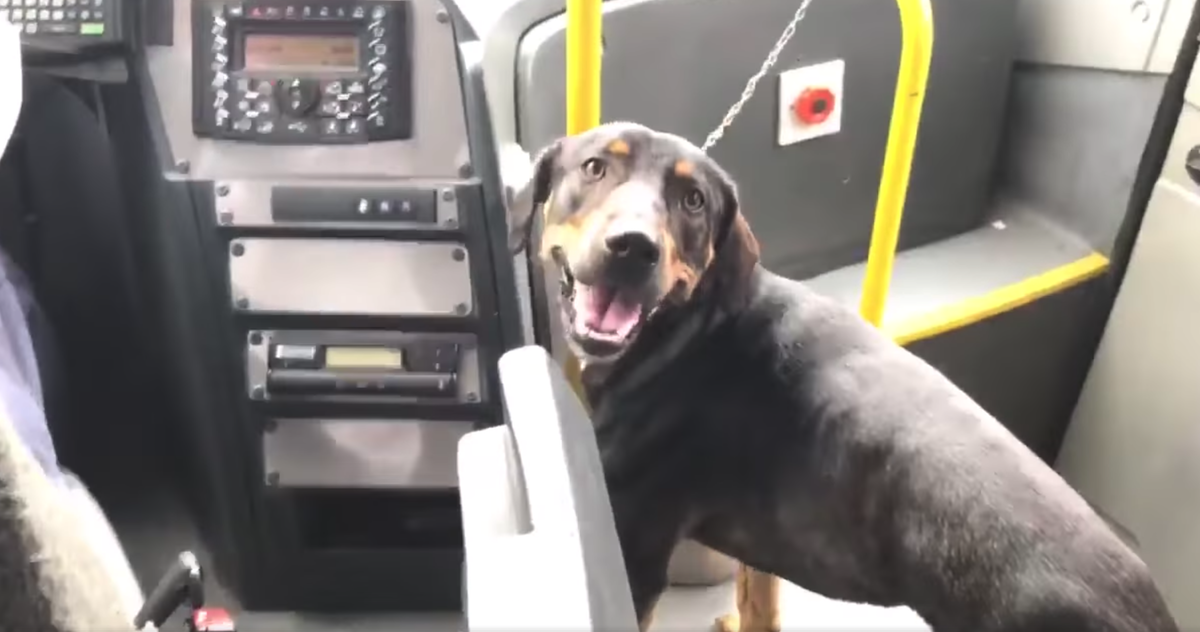 Можно с собакой в автобус. Собака в автобусе. Собак в шоке от водителя. Собака попала под машину. Dog in Bus outfit.