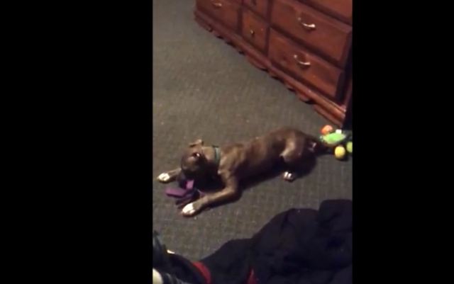 Spastic puppy loses mind when given new toy