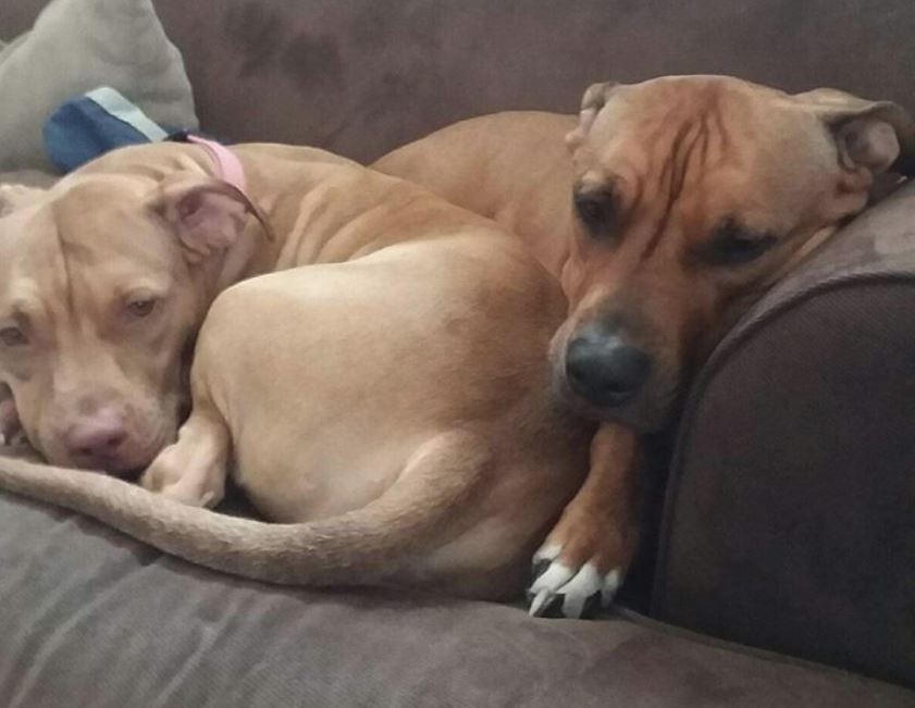 Bonded dogs left homeless after tragic Schoharie accident