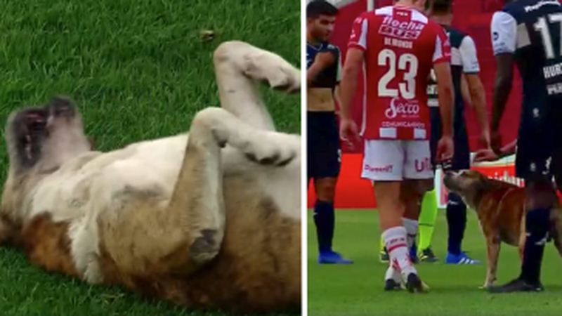 Dog Stops Soccer Match And Insists On Being Petted By The Players