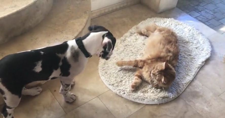 Lounging cat ignores barking Great Dane puppy