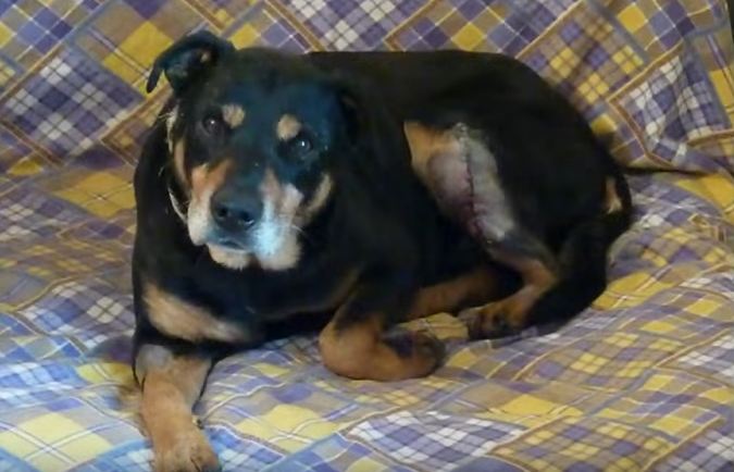 Abandoned Senior Dog Left To Die Makes Amazing Recovery Rescued By Howl Of A Dog