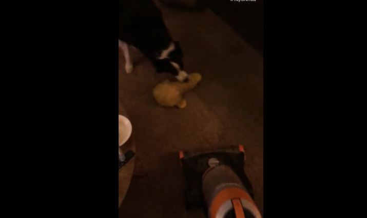 Border Collie saves stuffed animal from vacuum cleaner