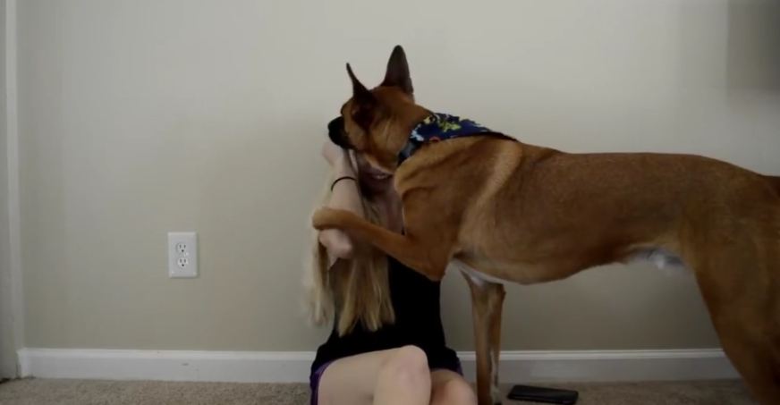 How a service dog deals with an anxiety attack