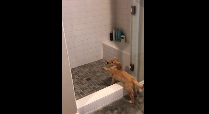 Cute puppy loves the shower! Cuteness overload!
