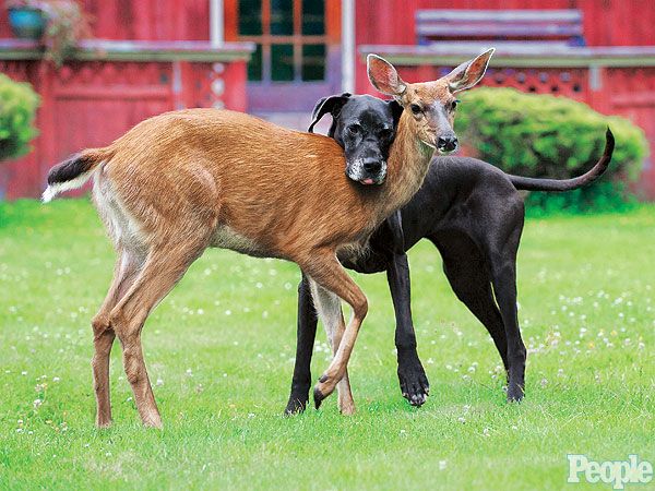 Deer Abandoned By Mother Befriends Great Dane