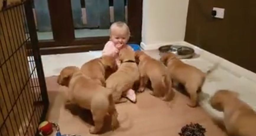 Puppies Adorably Pile On Top of Giggling Baby Girl