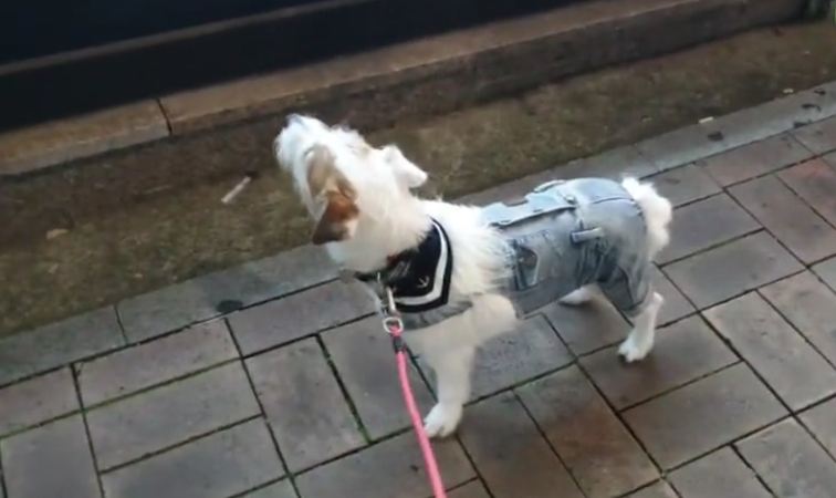 Window shopping pup stops at the snack store