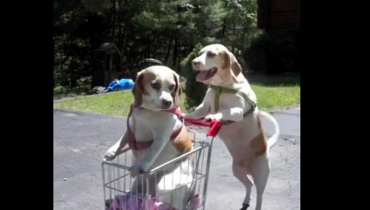 My 2 smart dogs shopping for me