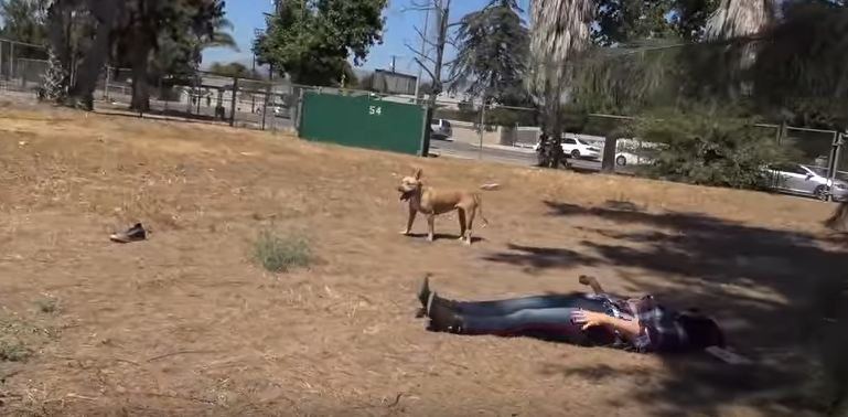 Coyote, Pit Bull, rescuer on the ground and behaviors I have never seen before!