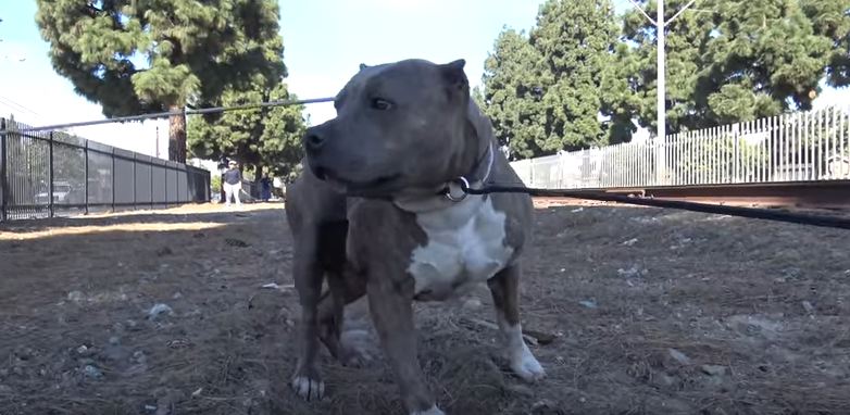 The sheriff had to stop the train so we can save a badly injured PitBull