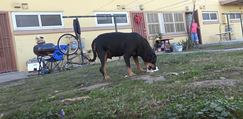 Abandoned dog with a tumor that was about to rupture gets rescued just in time!