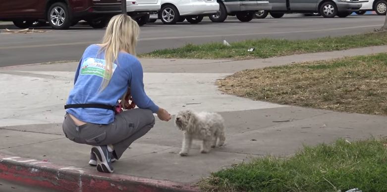 This homeless dog was not going to surrender without a fight!