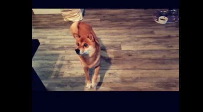 Shiba Inu literally dances for water bottle