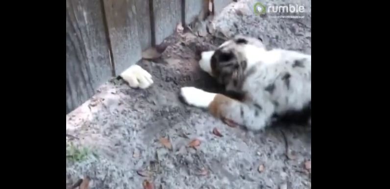 Puppy desperately tries to play with dog on other side of gate
