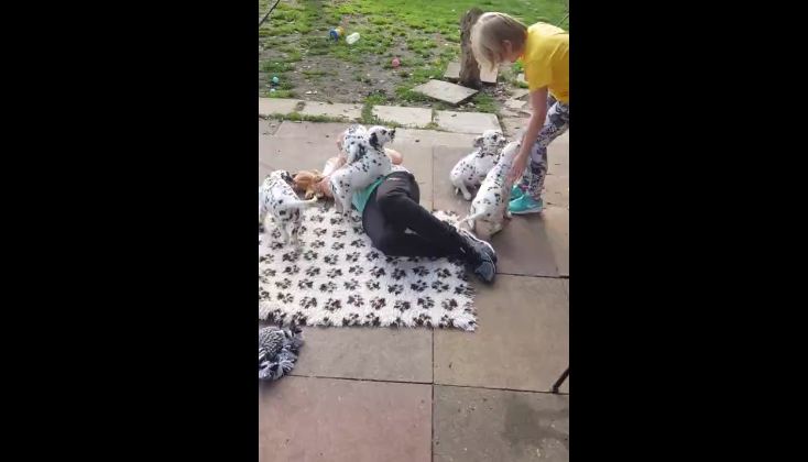 Kid totally swarmed by litter of Dalmatian puppies