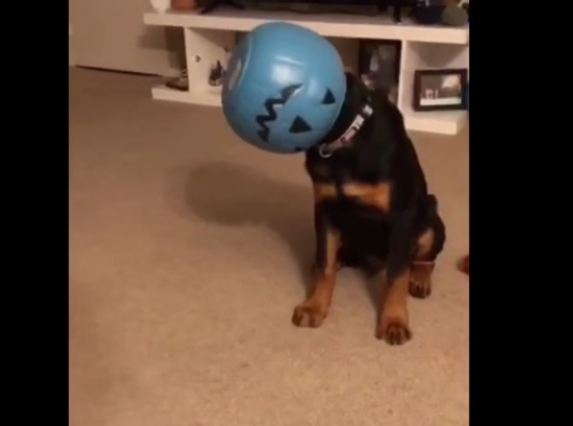 This dog accidentally turned himself into a halloween decoration