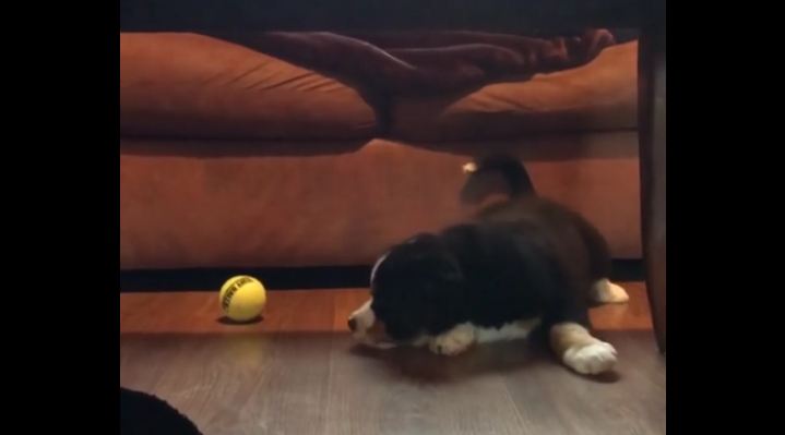 Adorable puppy shows tennis ball who’s boss