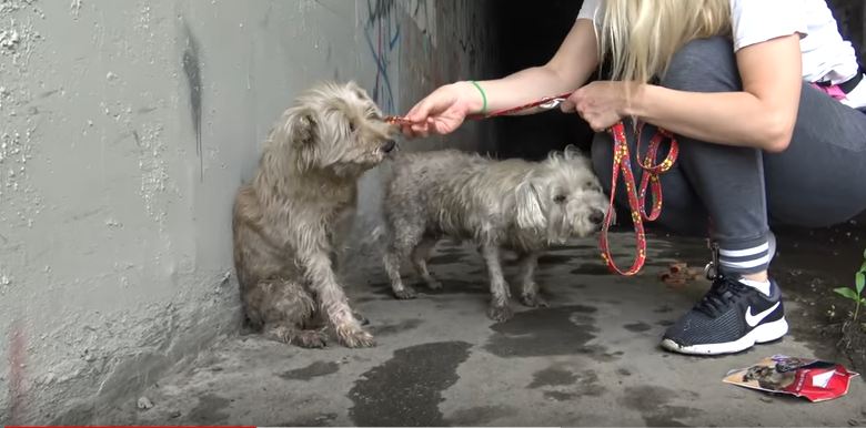 Two dogs in the sewer cried for help until someone heard them!!!