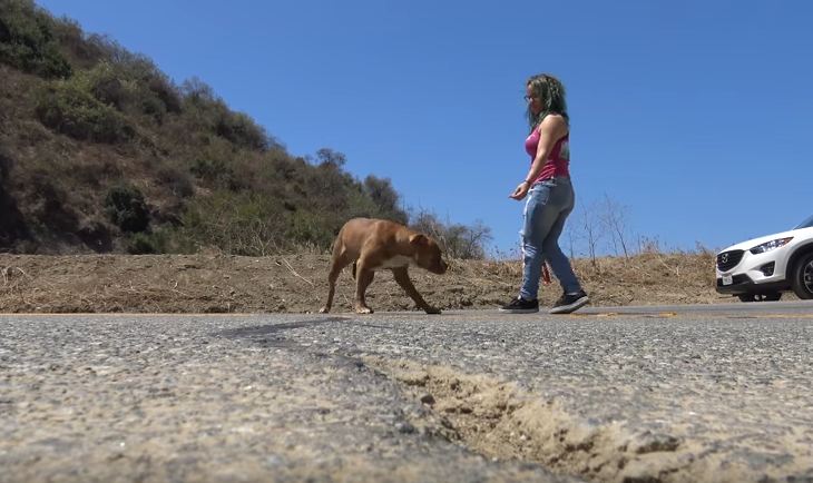 Pit Bull stranded in a canyon rescued by a Hope For Paws team.