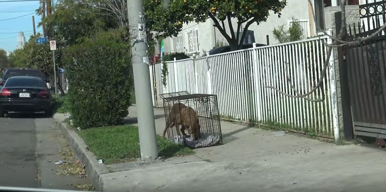 Senior dog abandoned by his family and lived on the streets alone for a year!