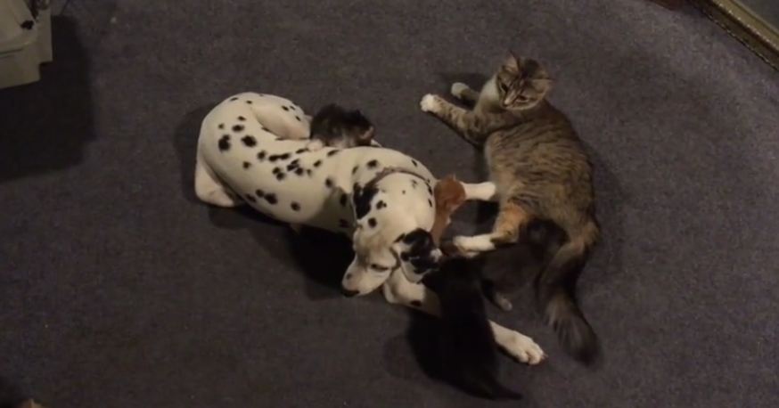 Dalmatian And Mother Cat Share Responsibilities For Litter Of Kittens