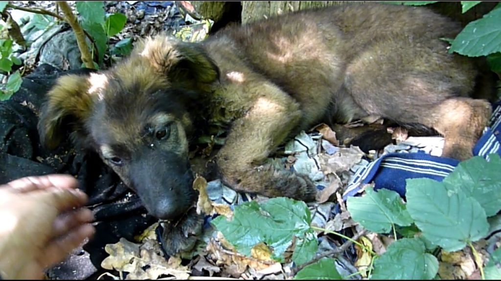 Terrified German Shepherd Puppy Abandoned In The Woods Gets Rescued Just In Time