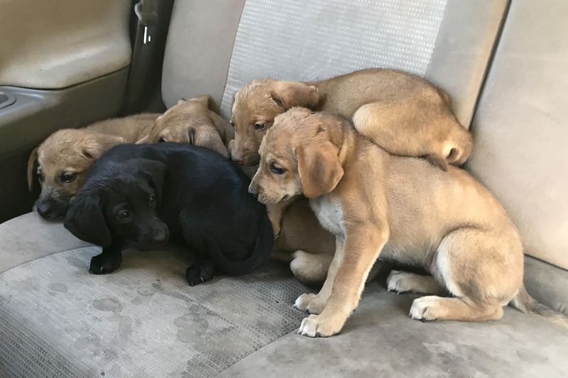 Man Finds Puppy On The Side Of The Road In The Heat, Then 6 More Come Running