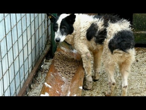 Homeless Dog Locked Up in a Cage for 4 Years Gets the Rescue of a Lifetime