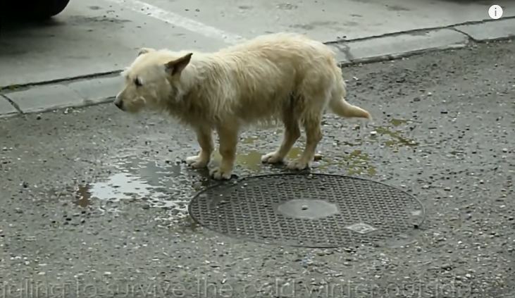 Homeless Dog Living in Parking Lot Finds Perfect Home 5000 Miles Away. A Dog’s Happy Ending Story