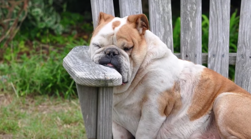 Expert Reveals What Dogs Really Dream About, And People Love It