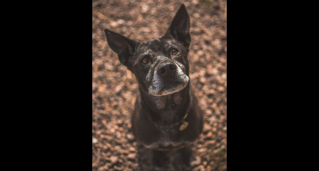 Adoptable! Dapper Duck is the delightful dog your home is missing….