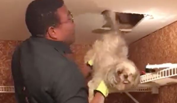 “A pawsitive outcome!” Watch this firefighter rescue a dog from an HVAC duct