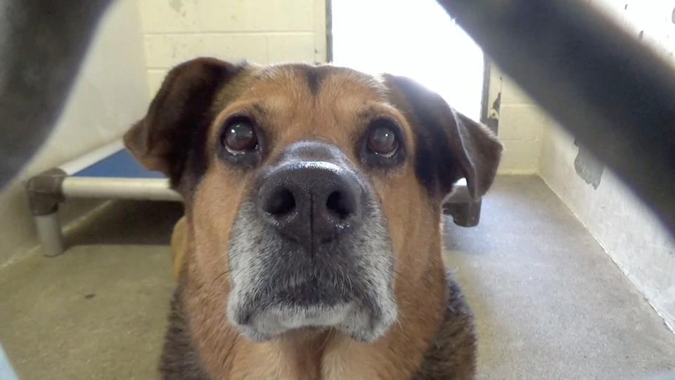 Family didn’t want responsibility – left senior dog at busy animal shelter