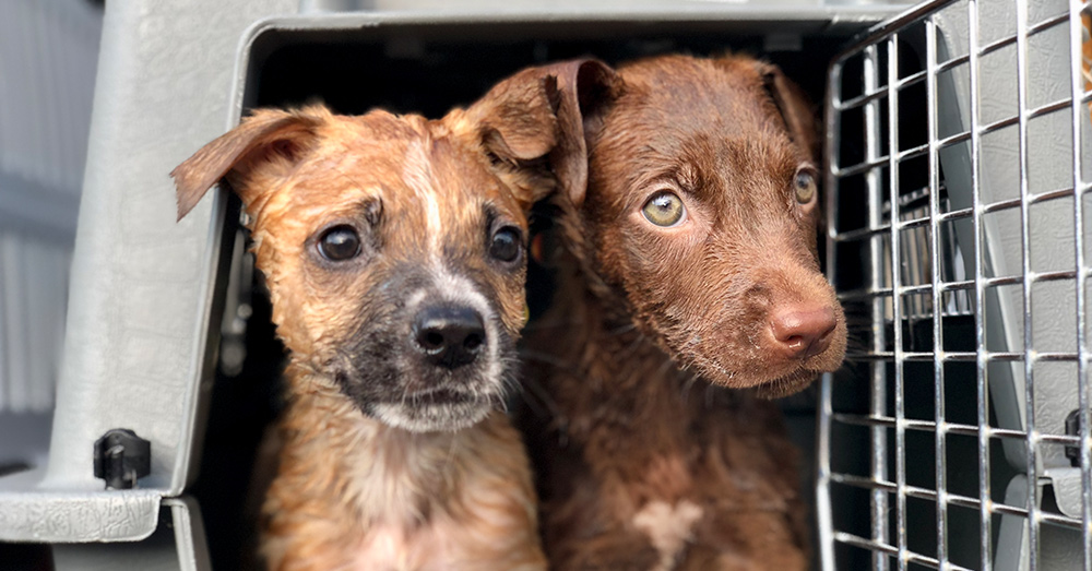 Your Donations Are Keeping Animals Alive And People Hopeful After Florence Devastation