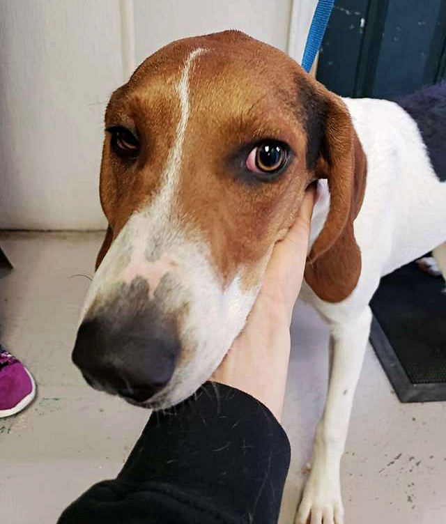 Purebred Dog Found Roaming The Streets With A Sad Note Attached To Her Collar