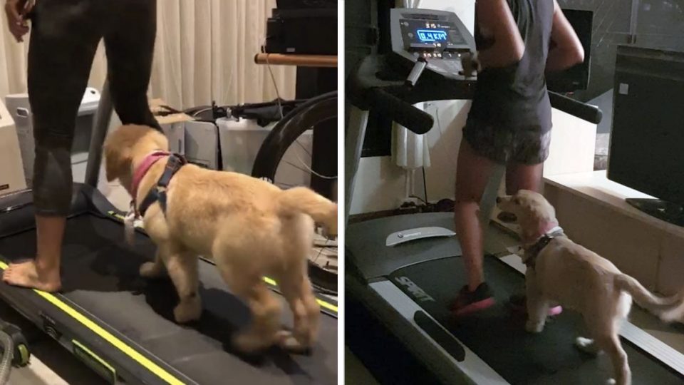 Golden Retriever Puppy on Treadmill is Your #Fitspiration