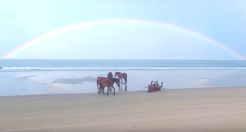 Beautiful Moment Captured As Horses Relax And Play On Beach Under A Rainbow