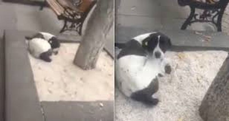 Man Finds His Dog On The Street Three Years After Losing Him